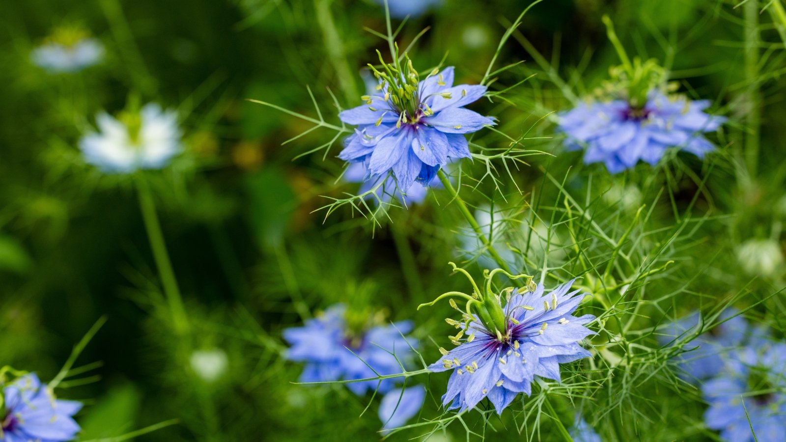 Intricate, star-shaped pale blue flowers with delicate, fine-textured foliage in a garden bed.