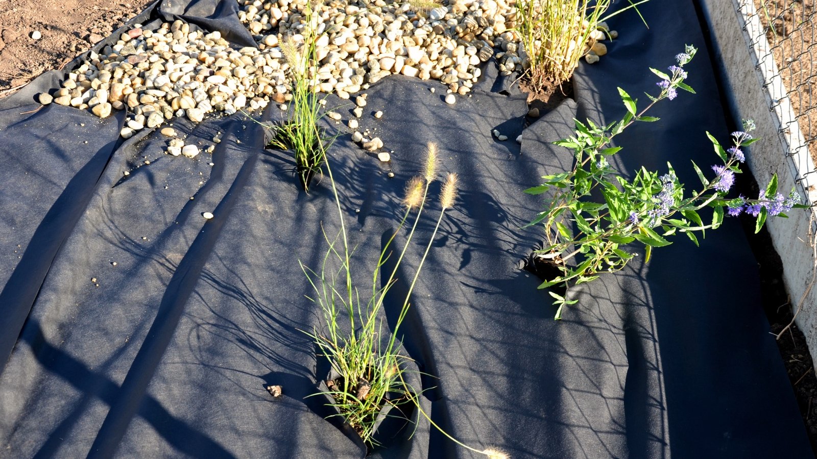 Black tarp surrounds young flowering Bluebeard and Pennisetum alopecuroides plants set in fine gravel used for decoration and mulch.