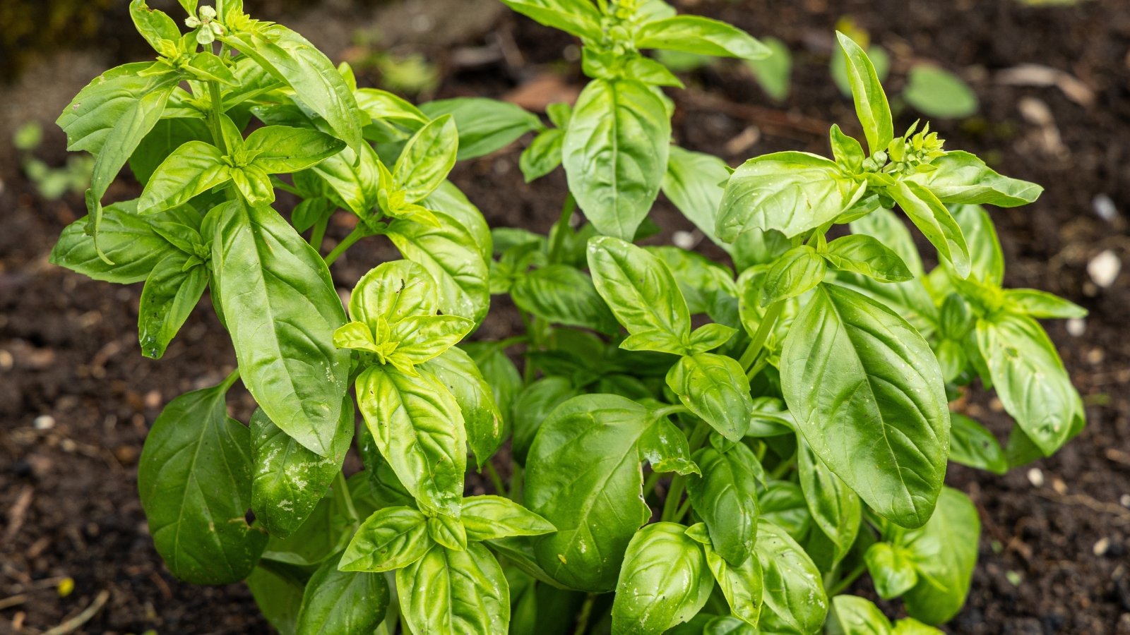 Bright green, oval-shaped leaves with slightly cupped texture grow on soft, branching stems.