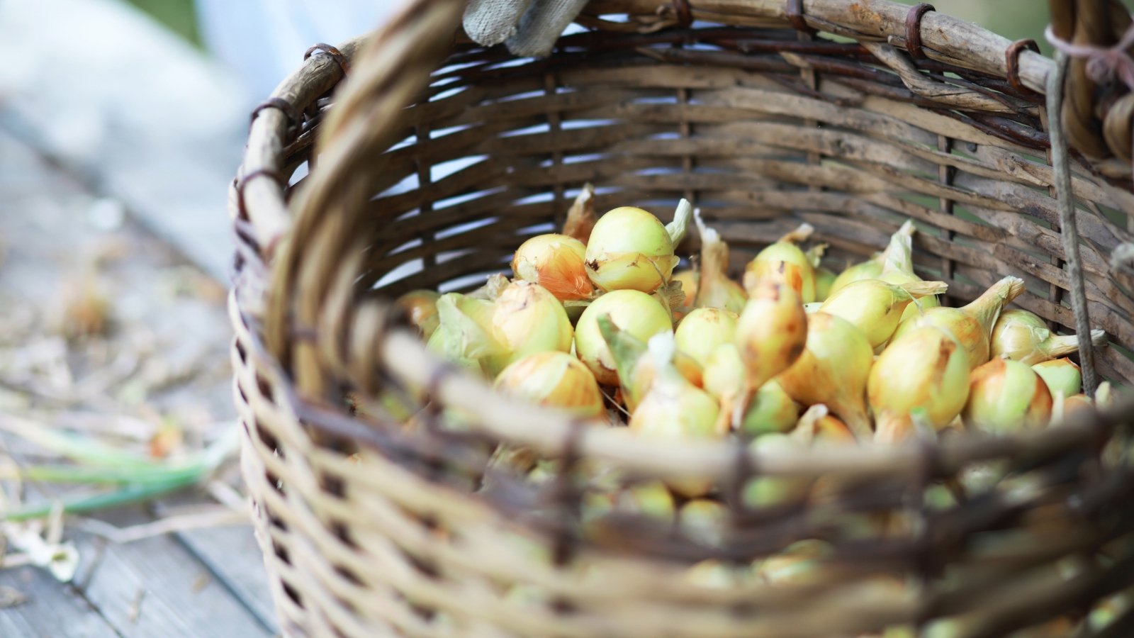Harvested onion bulbs with papery skins and dried stems piled in a large rustic woven basket.