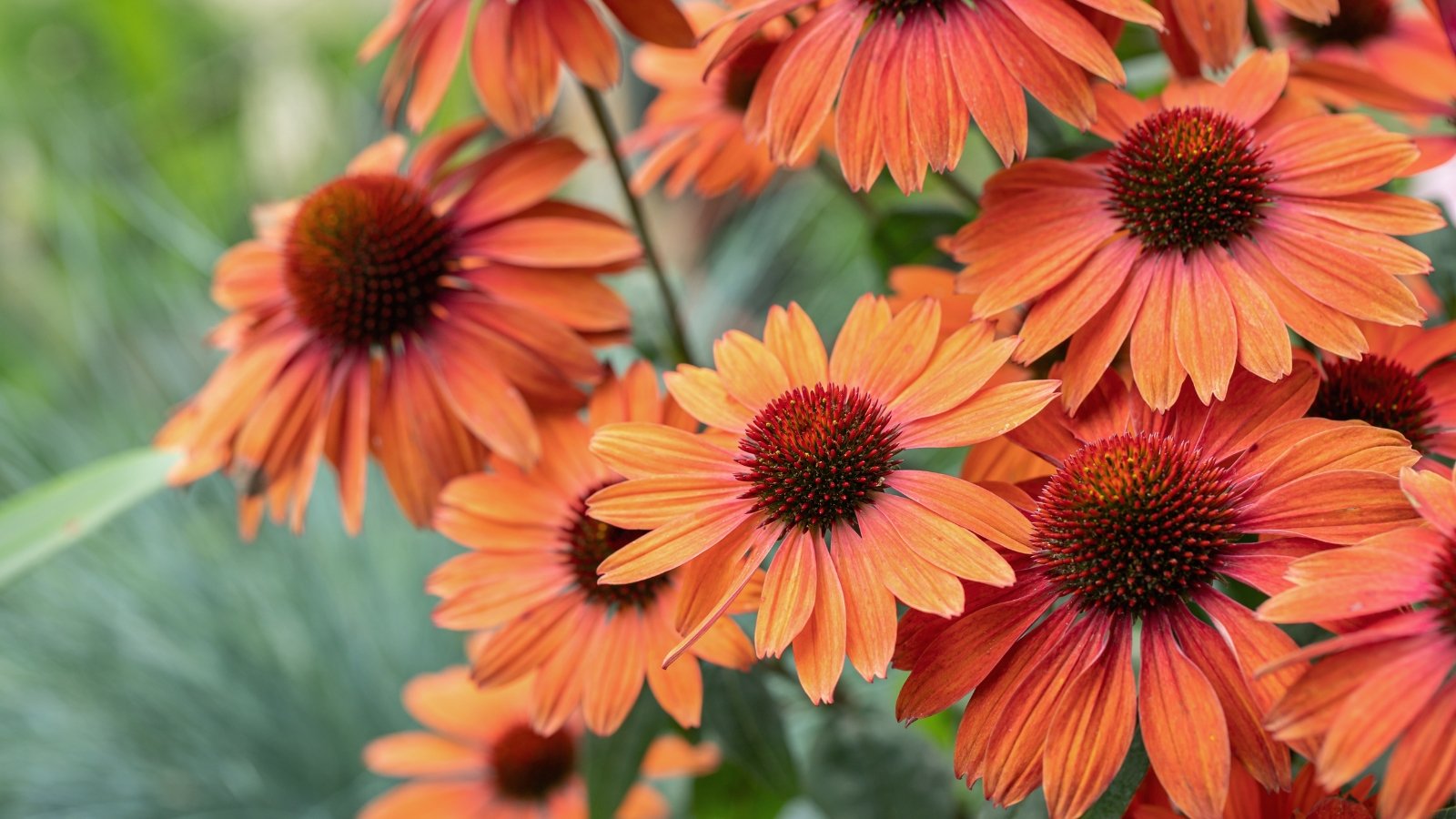 Vibrant orange petals flare widely around a rich brown cone on tall, robust stems with narrow, slightly rough dark green leaves.