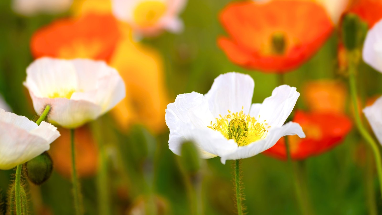 A delicate white blossom with a yellow center and thin, crinkled petals stands out among other flowers in various colors.