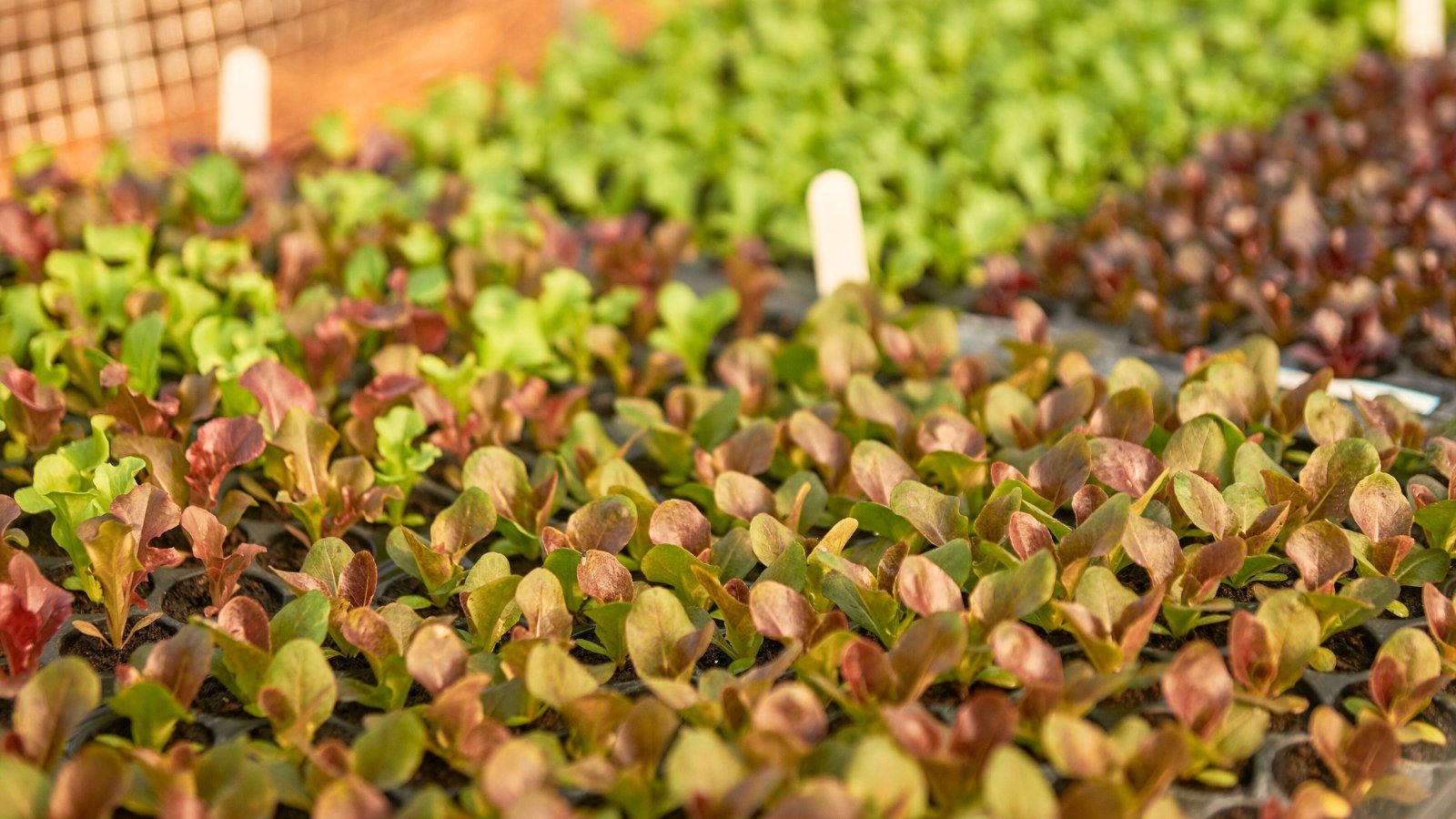Close-up of organic lettuce seedlings with green and purple-pink foliage in seed starting trays.
