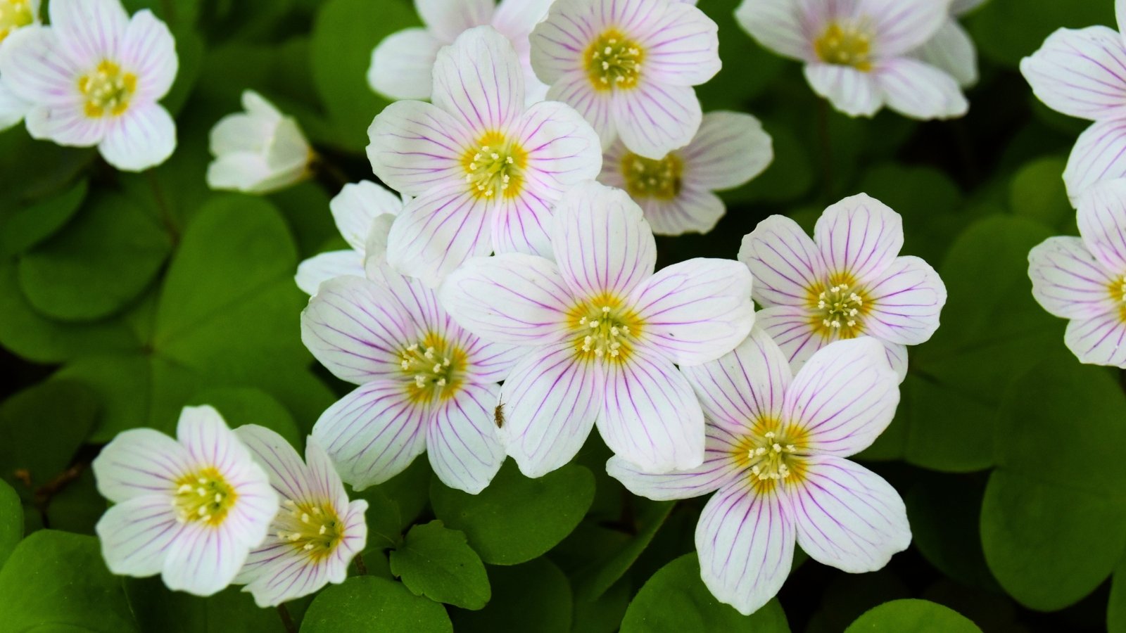 White flowers with five delicate petals, each distinctly striped with faint purple veins, unfurl above three-lobed green leaves.