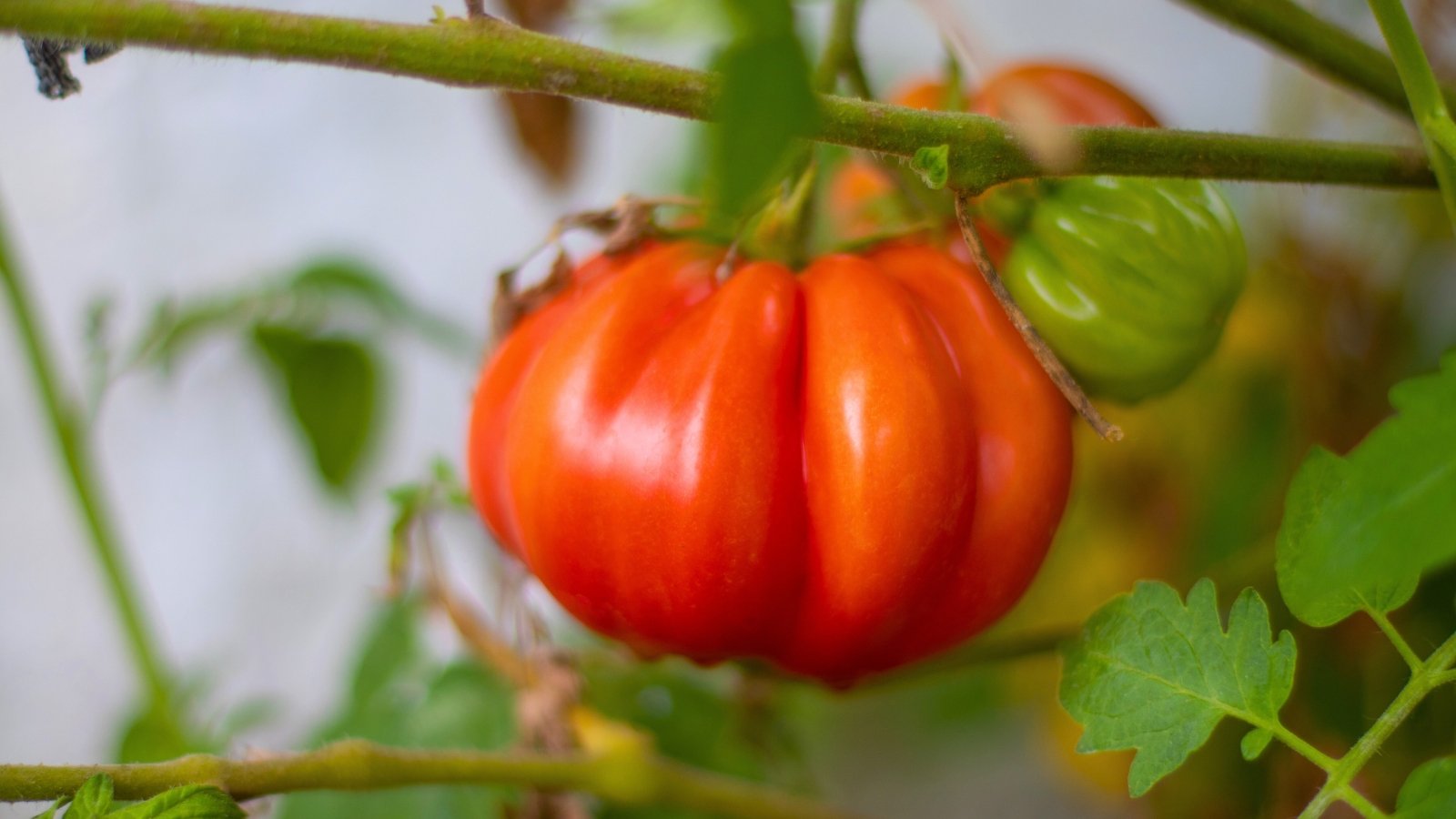 A large, deeply lobed, orange-red fruit with a waxy sheen, alongside a smaller green fruit, on a vine.