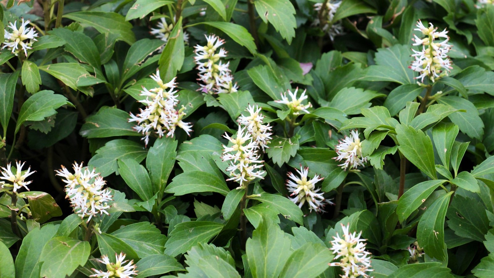 Glossy, dark green, spatulate leaves form a dense evergreen groundcover, with upright spikes of fuzzy, white, brush-like flowers.