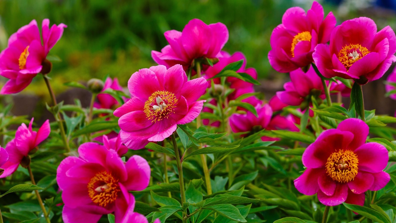 A cluster of vivid fuchsia-pink blossoms with golden-yellow centers and silken petals, supported by green stems and foliage.