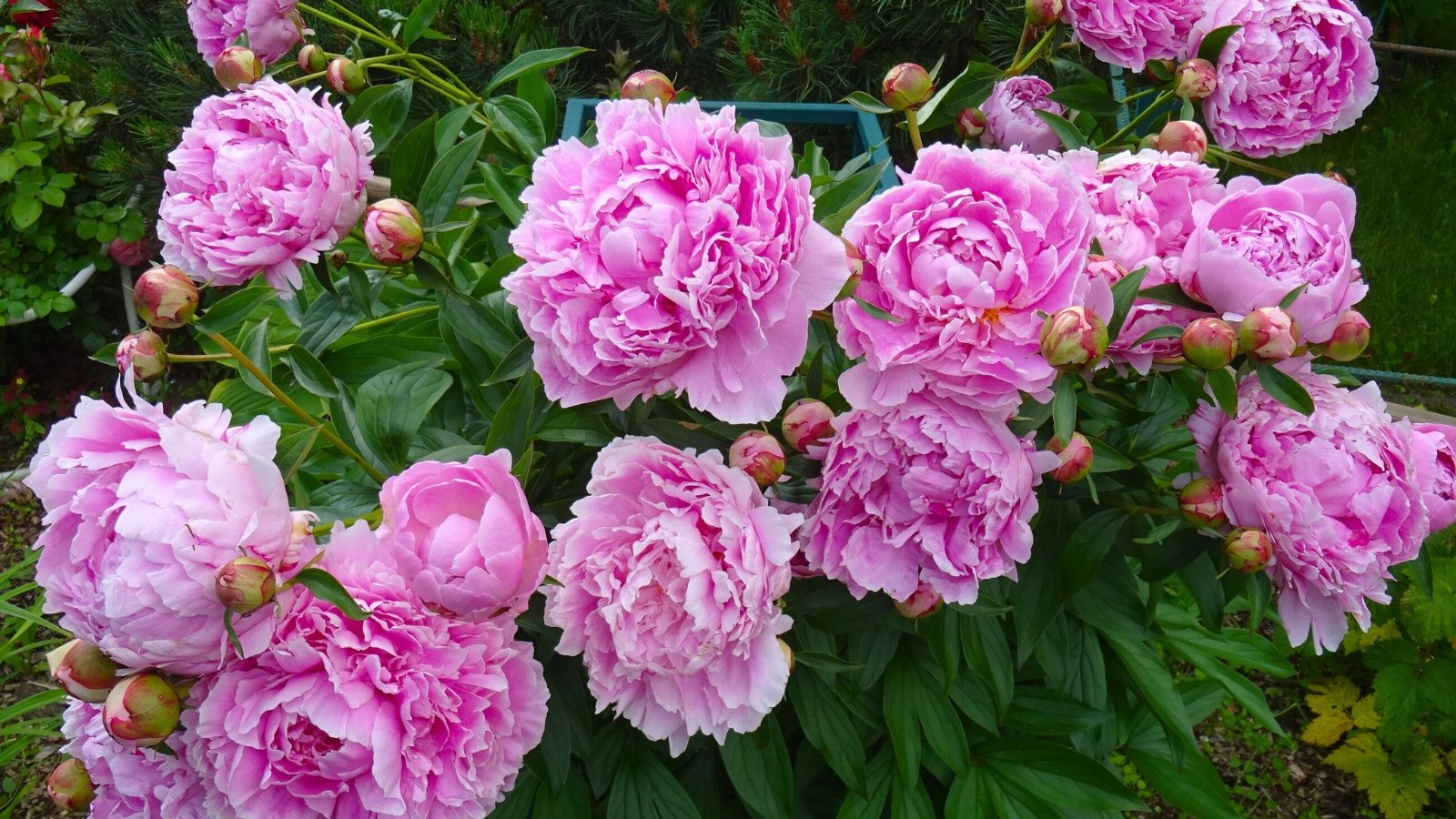 A cluster of large, full-petaled pink flowers with a rose-like appearance and several unopened buds are nestled among dark green leaves.