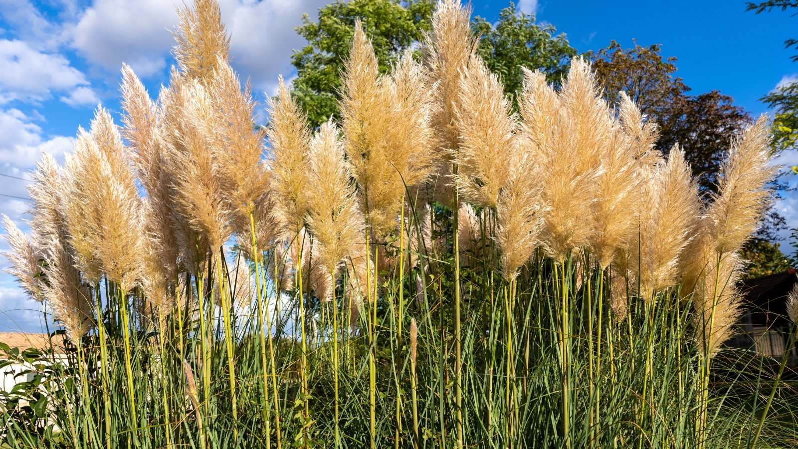 Tall, golden-hued feathery grass plumes rise from green stalks against a blue sky.