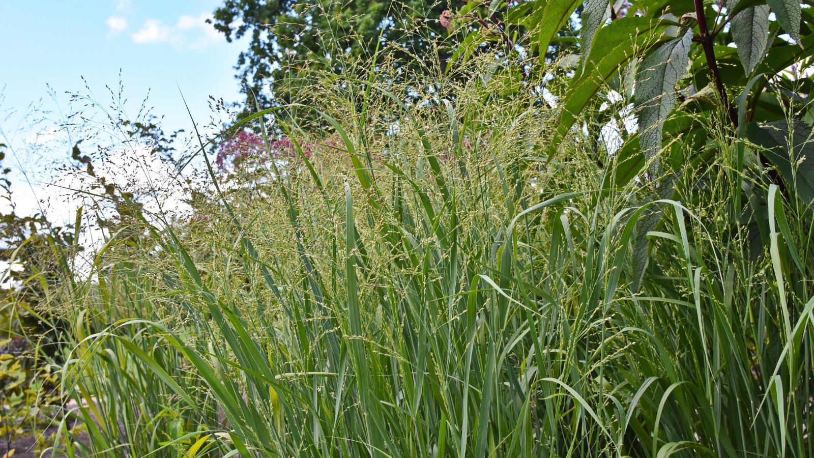 A lush stand of tall green grass with feathery, airy seed plumes swaying in the breeze.