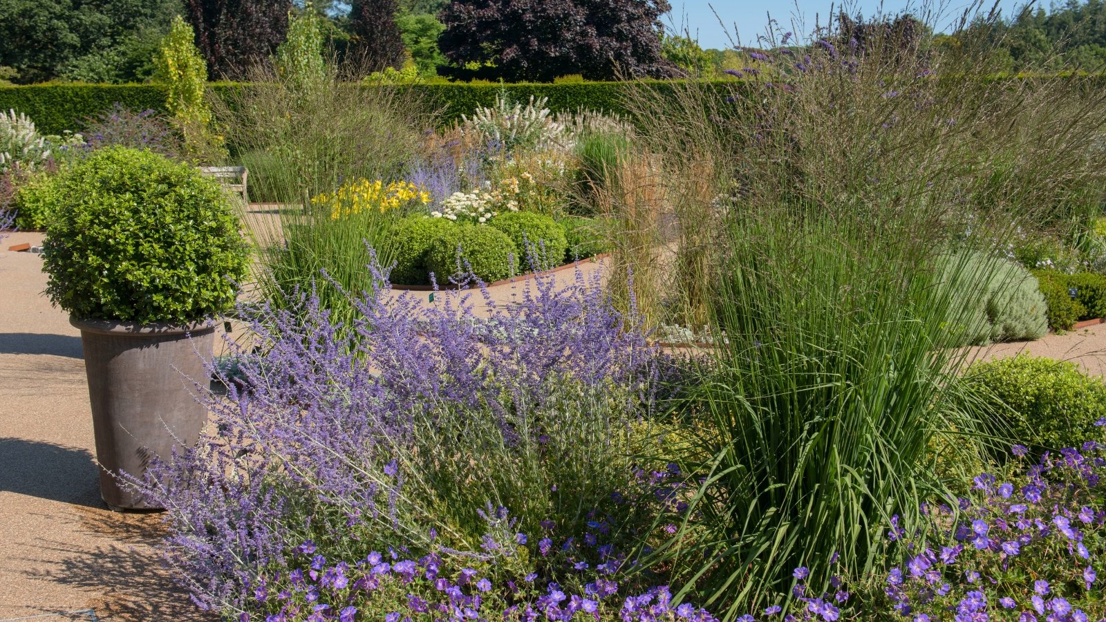 A diverse garden features a sprawling plant with lavender-purple blooms, tall green grasses, a spherical potted shrub, and varied background plantings.
