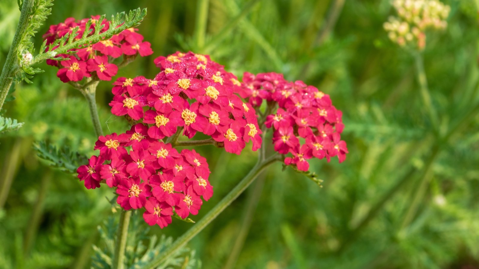 Flat-topped clusters of small, bright red flowers with yellow centers bloom above feathery, gray-green foliage on upright stems.