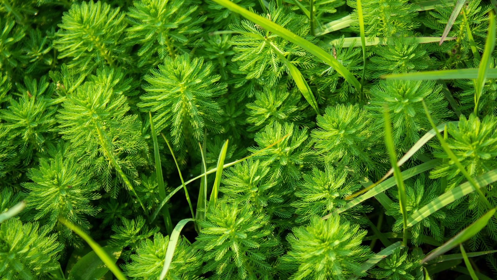 A close-up shot of sturdy stems adorned with whorls of leaves of the Parrot’s Feather, growing in a well lit area outdoors