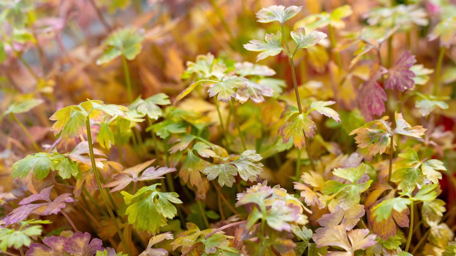Parsley leaves appear purple, curled and browned at the edges, scorched from intense summer sun exposure.