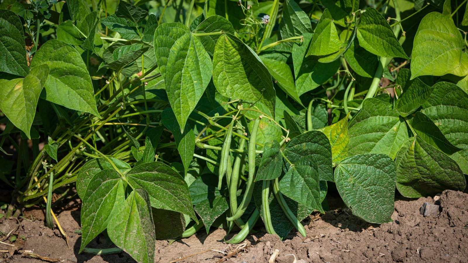 Compact bushy plants with tri-fold leaves and slim green pods nestled among the foliage.