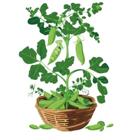 Patio Pride Snap Pea