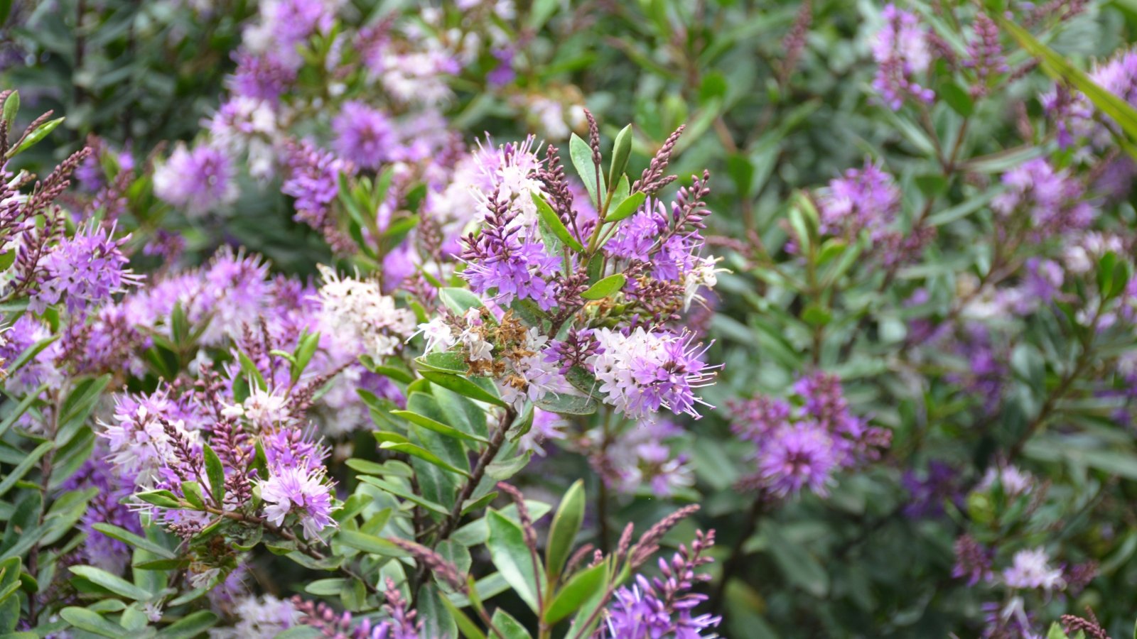 A low-growing shrub with small oval purple-tinged leaves and dense spikes of tiny lavender-purple flowers.
