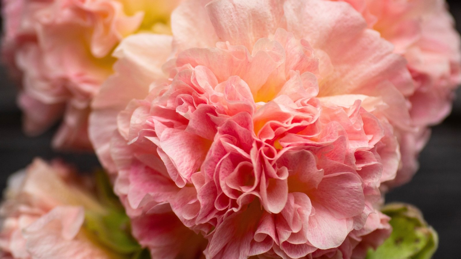 Close-up of lush, multi-petaled flowers in shades of peach, cream, and rose-pink.
