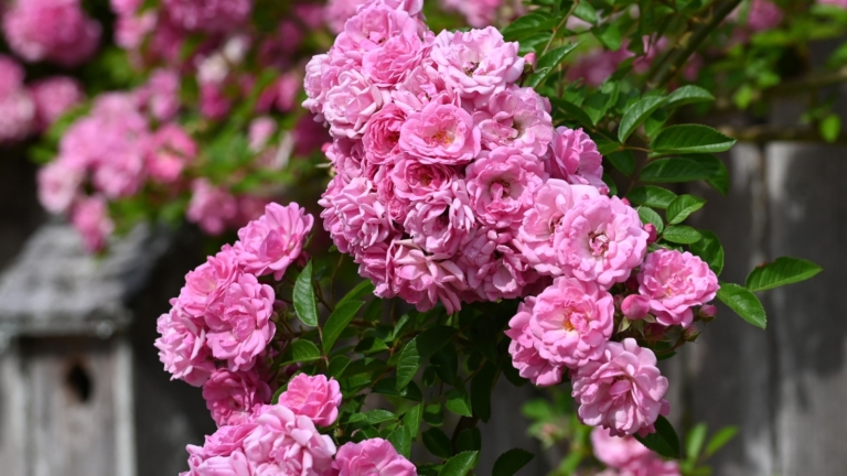 9 Recommended Roses for Clay Soil