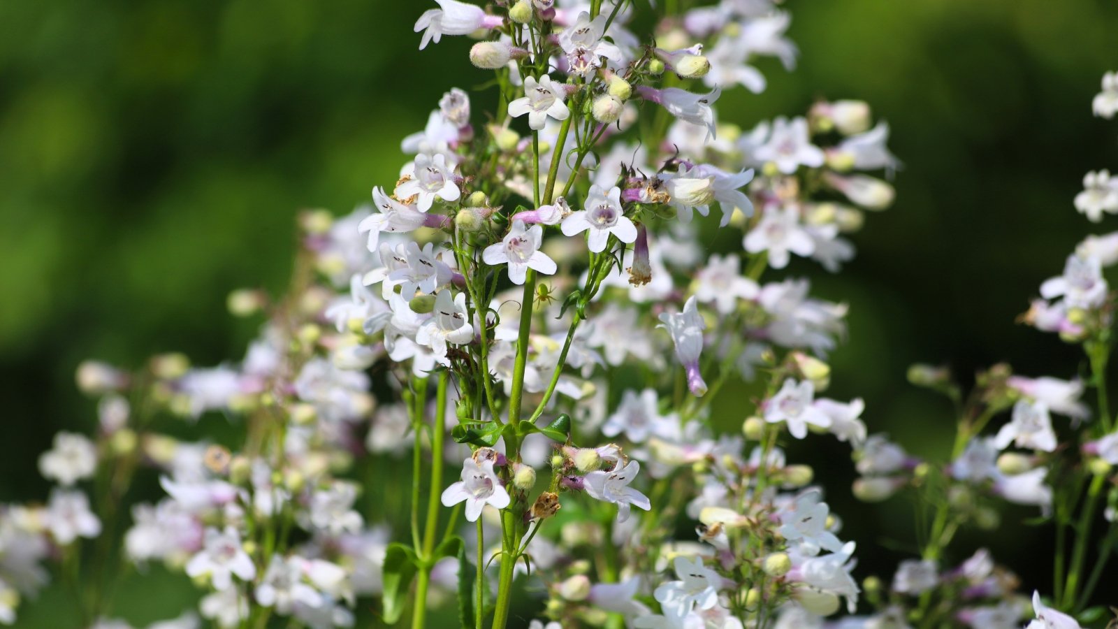A dense cluster of small, bell-shaped white flowers with faint pinkish-purple markings on their inner throats is shown on tall green stems.