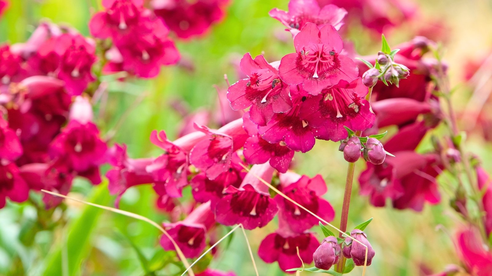 Clusters of tubular, deep magenta-red flowers with delicate white markings inside the bell-shaped blooms hang gracefully from slender stems.