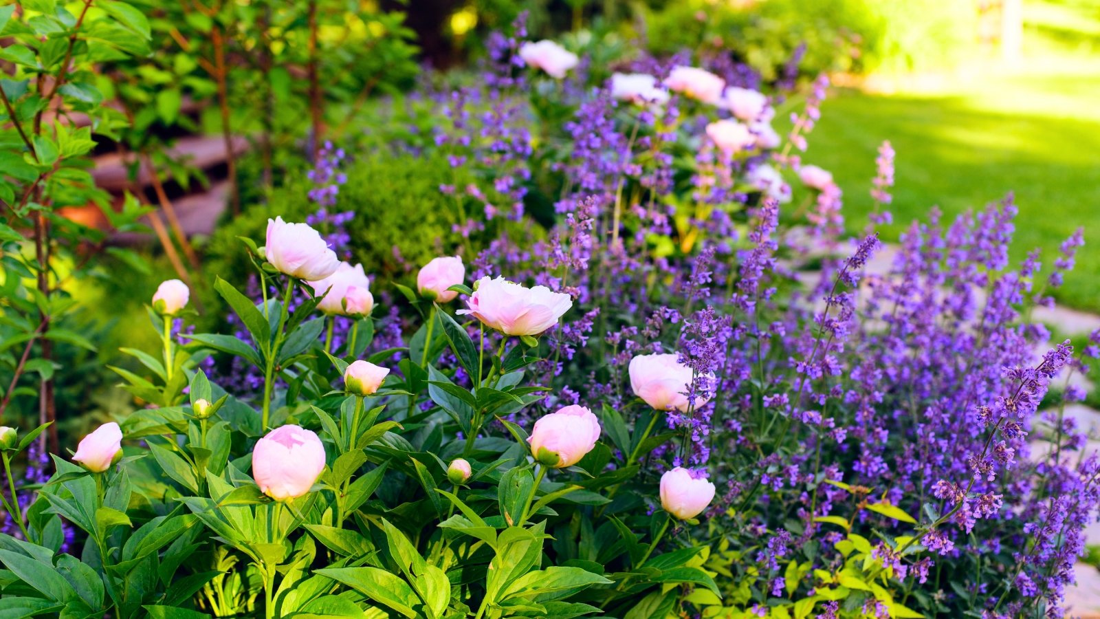 Soft pink, multi-layered blossoms with prominent yellow centers are nestled among lush green foliage, alongside a mass of small purple blooms.