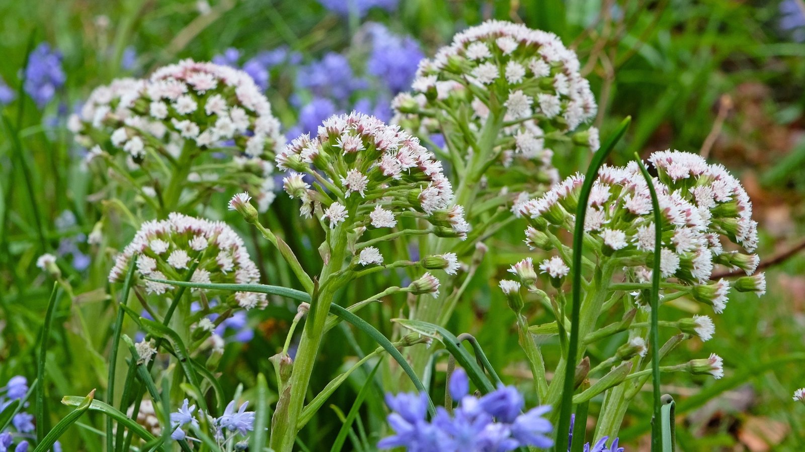 Dome-shaped clusters of tiny white and light pink florets rise on thick, pale green stalks amidst a field of green and blue foliage.