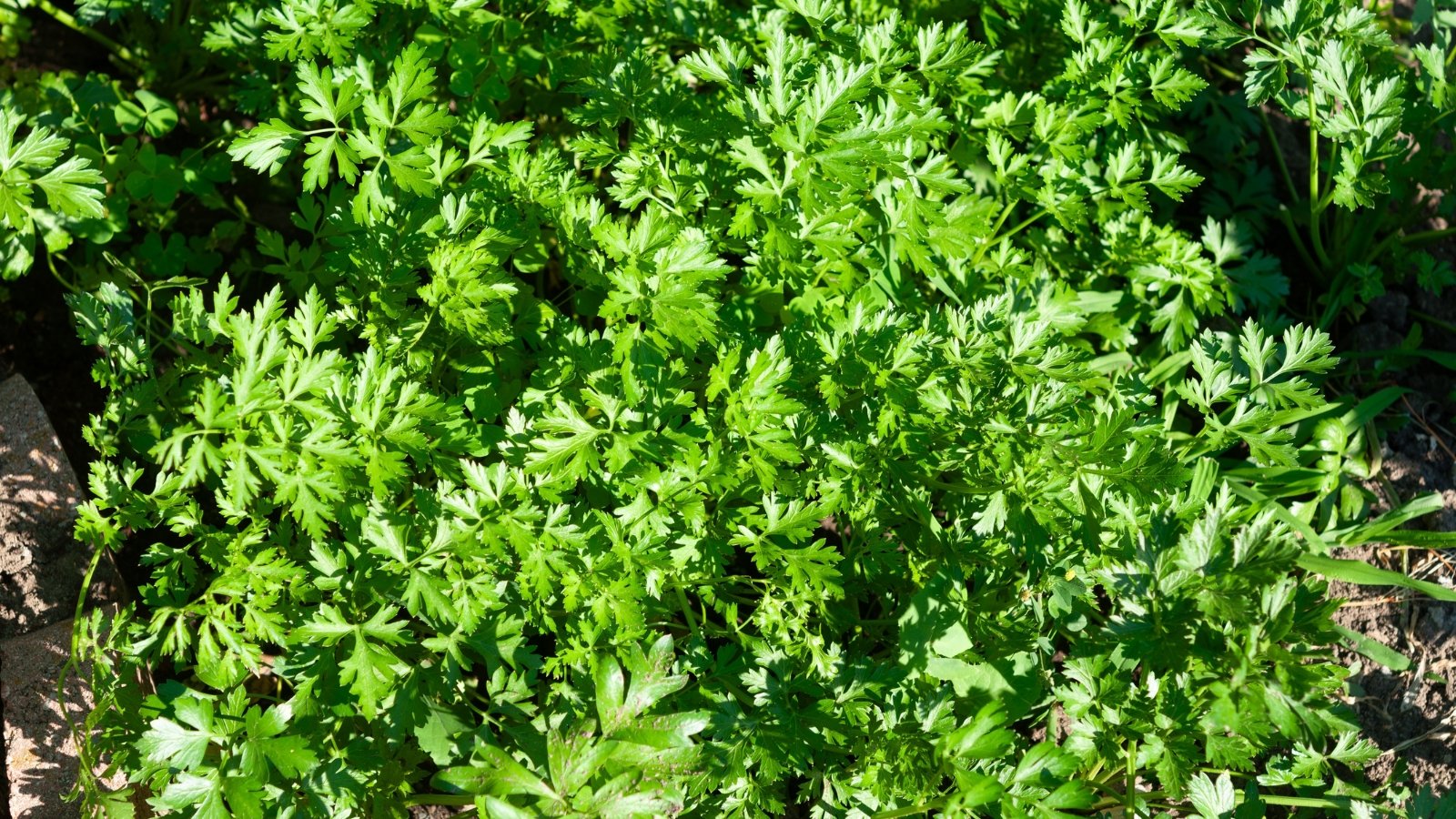 Flat green leaves with frilled edges grow densely from thin stems in a compact rosette.