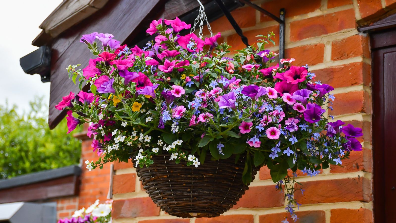 Petunia and lobelia blooms in a dangling container, having various pink and purple hues