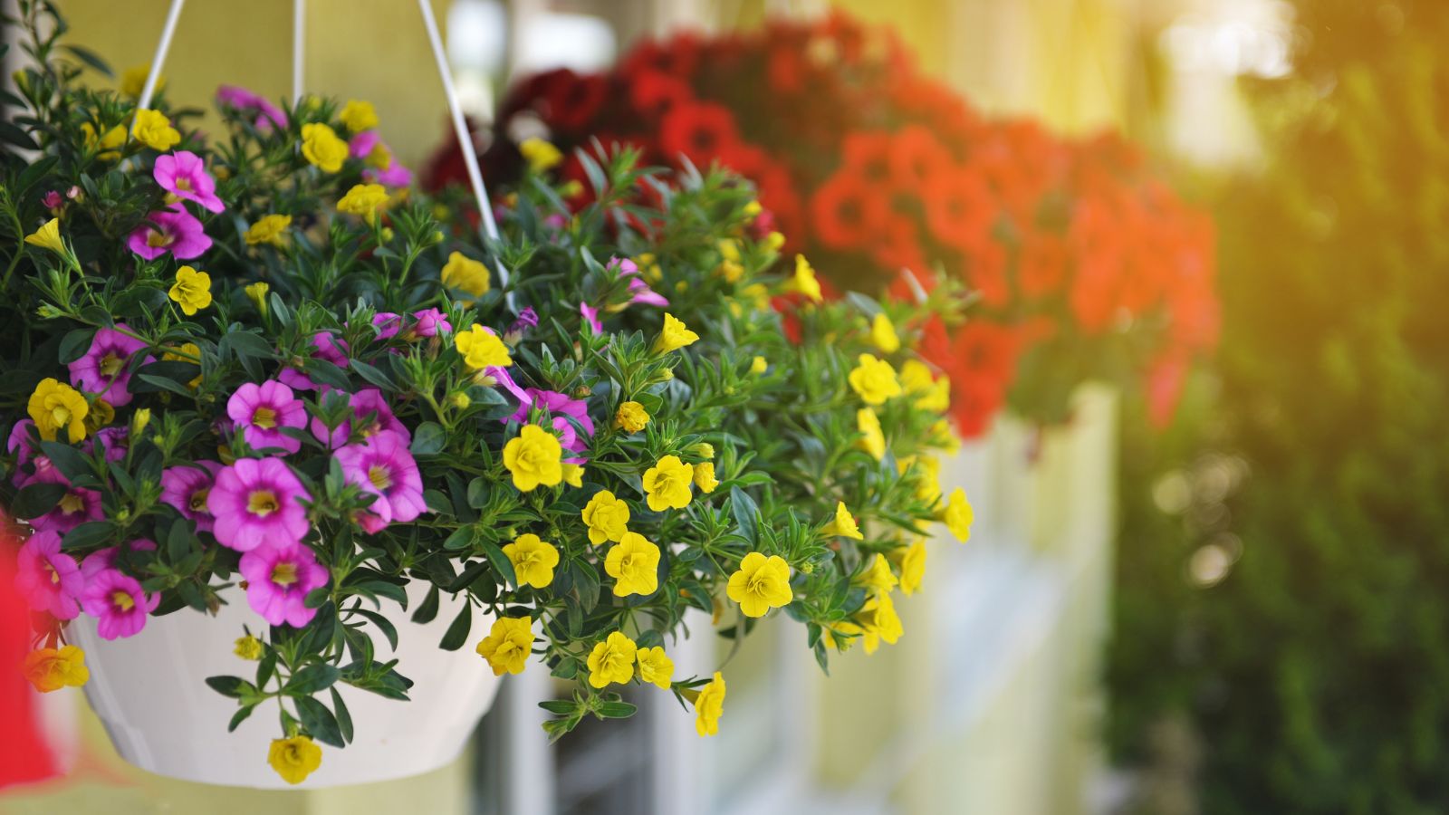 Petunias in dangling containers, in separate containers placed in a row in someone's porch
