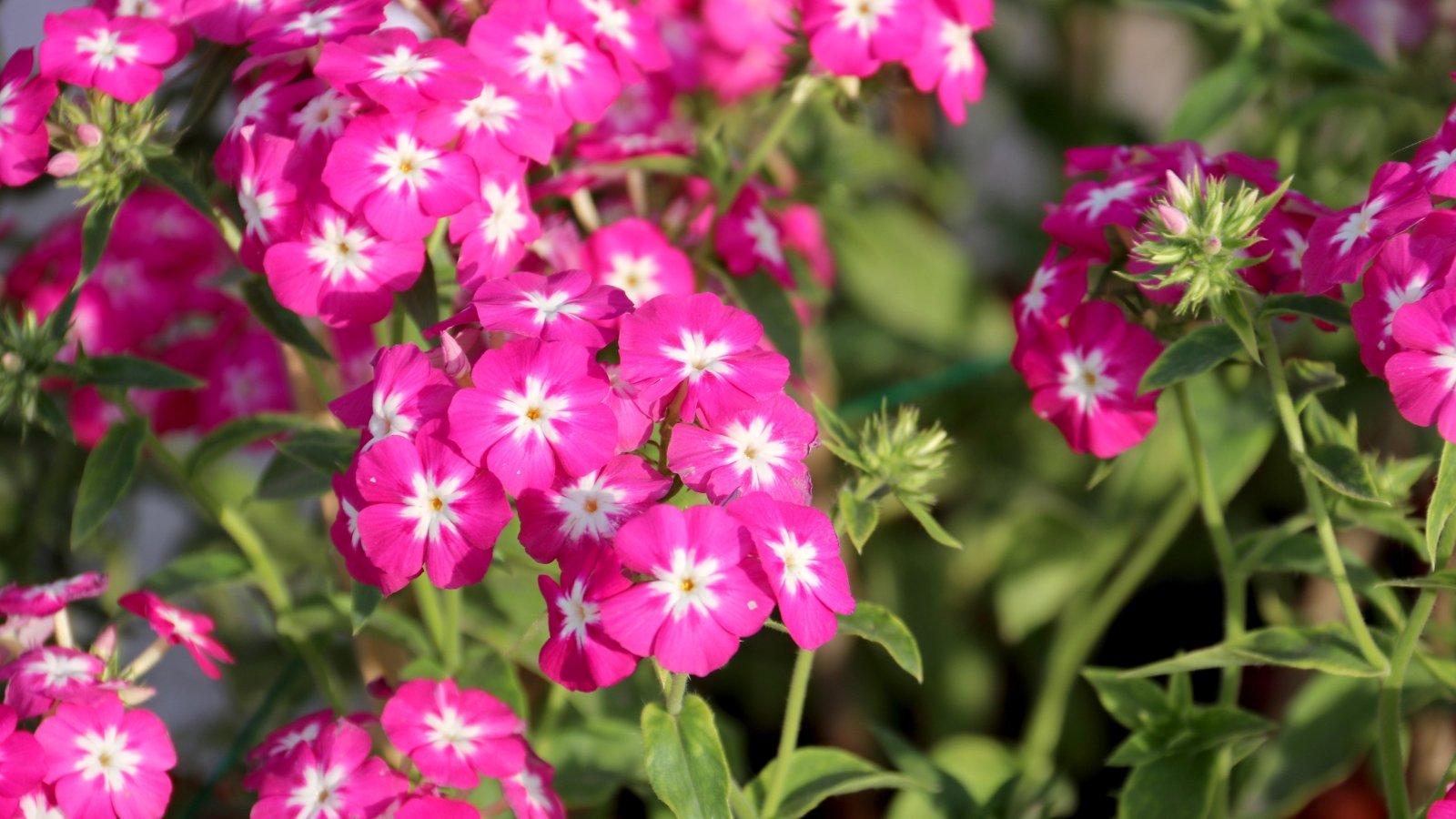 Clusters of delicate pink flowers with star-shaped white throats bloom atop slender green stems and narrow leaves.
