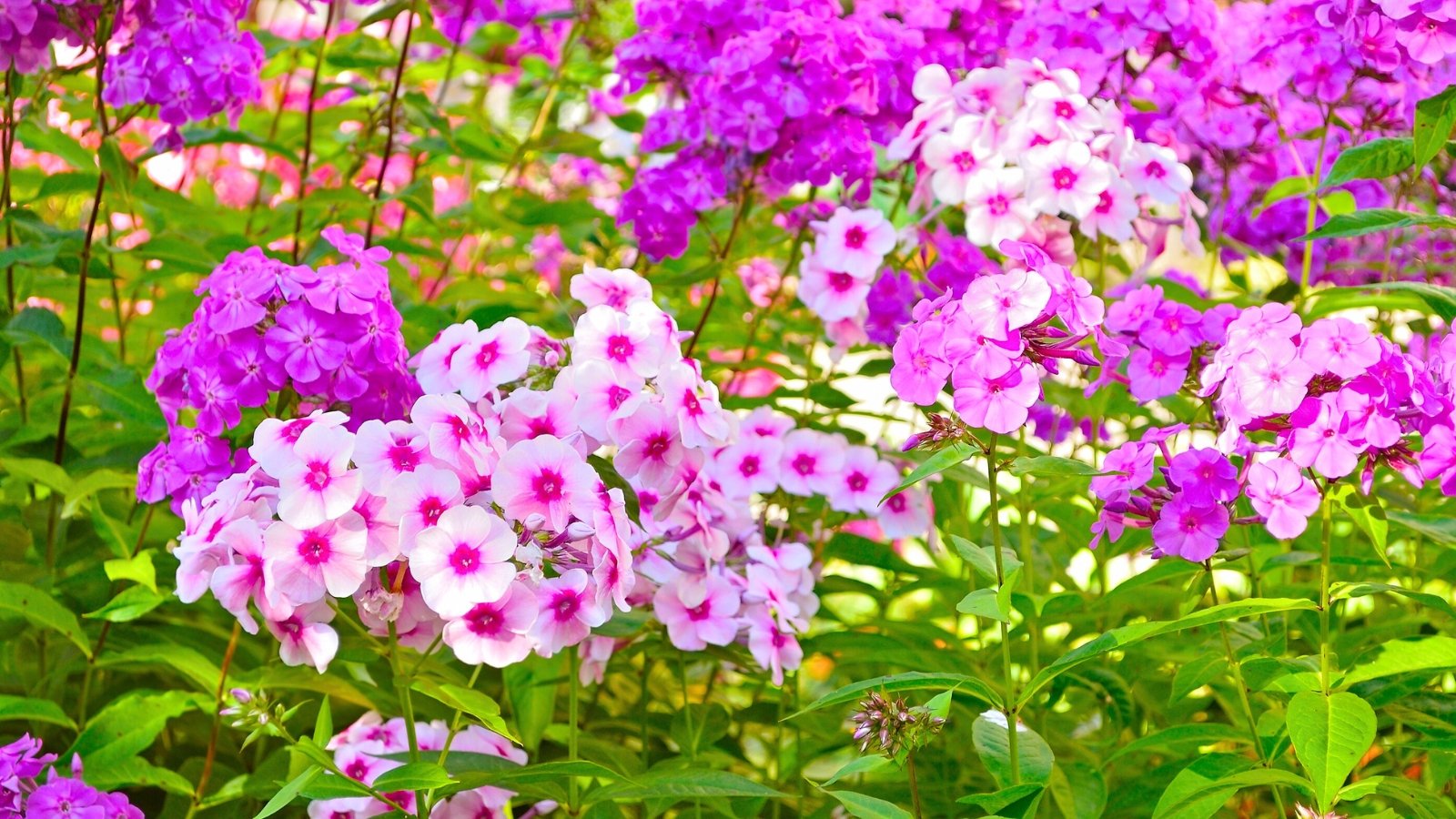 A dense cluster of small, five-petaled flowers, ranging from white with pink centers to solid fuchsia and deep purple, blooms amongst green foliage.