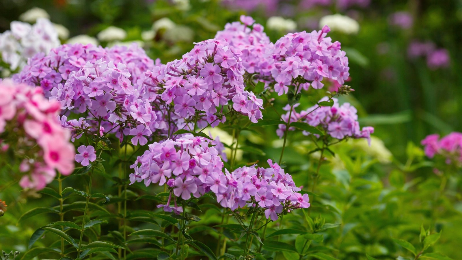 Rounded clusters of pink flowers bloom above dense clumps of lance-shaped green leaves.
