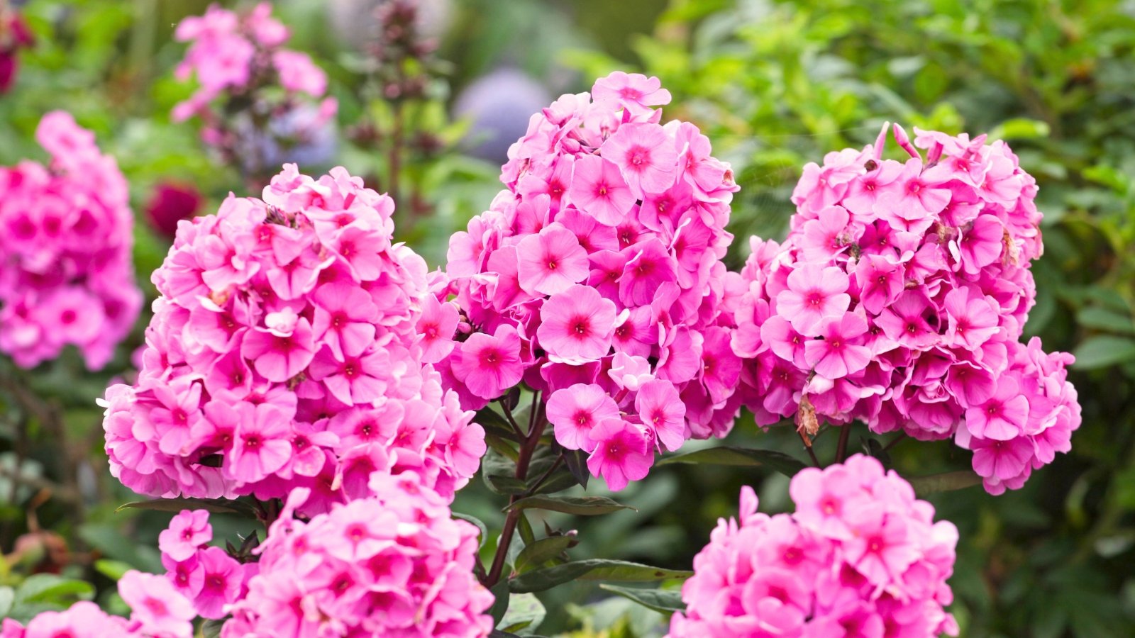 Dense, rounded clusters of small, bright pink flowers with five petals each are prominently featured, surrounded by green foliage.