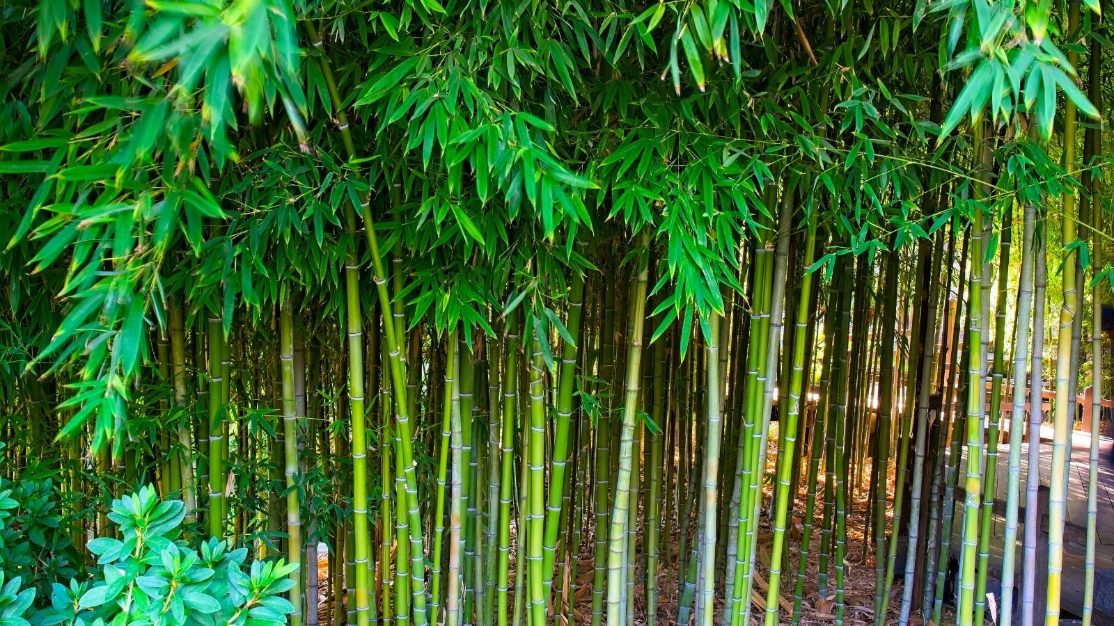A dense stand of tall, straight green stalks with prominent nodes and narrow, pointed green leaves creating a verdant screen.