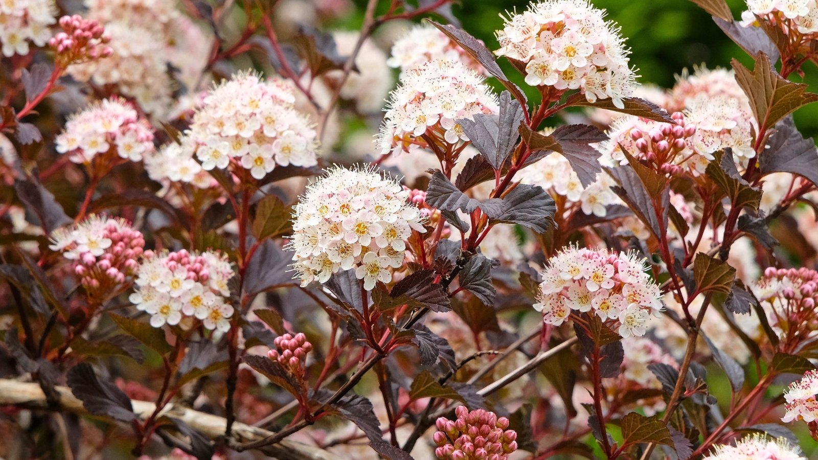 A dense cluster of small, delicate white and pink flowers with numerous stamens sits atop a bush with dark reddish-purple leaves.