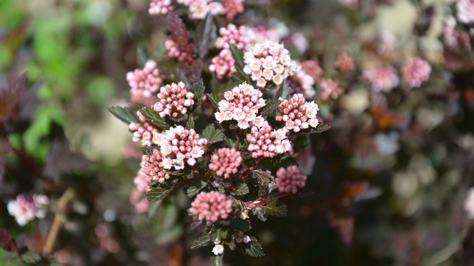 Clusters of small, light pink flowers with delicate petals and prominent stamens emerge from dark reddish-brown foliage.