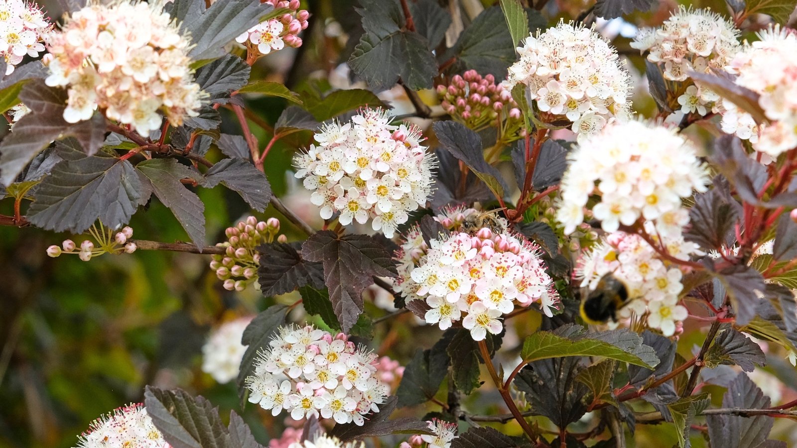 Rounded clusters of small white and pink star-shaped flowers with yellow centers are framed by dark burgundy leaves.