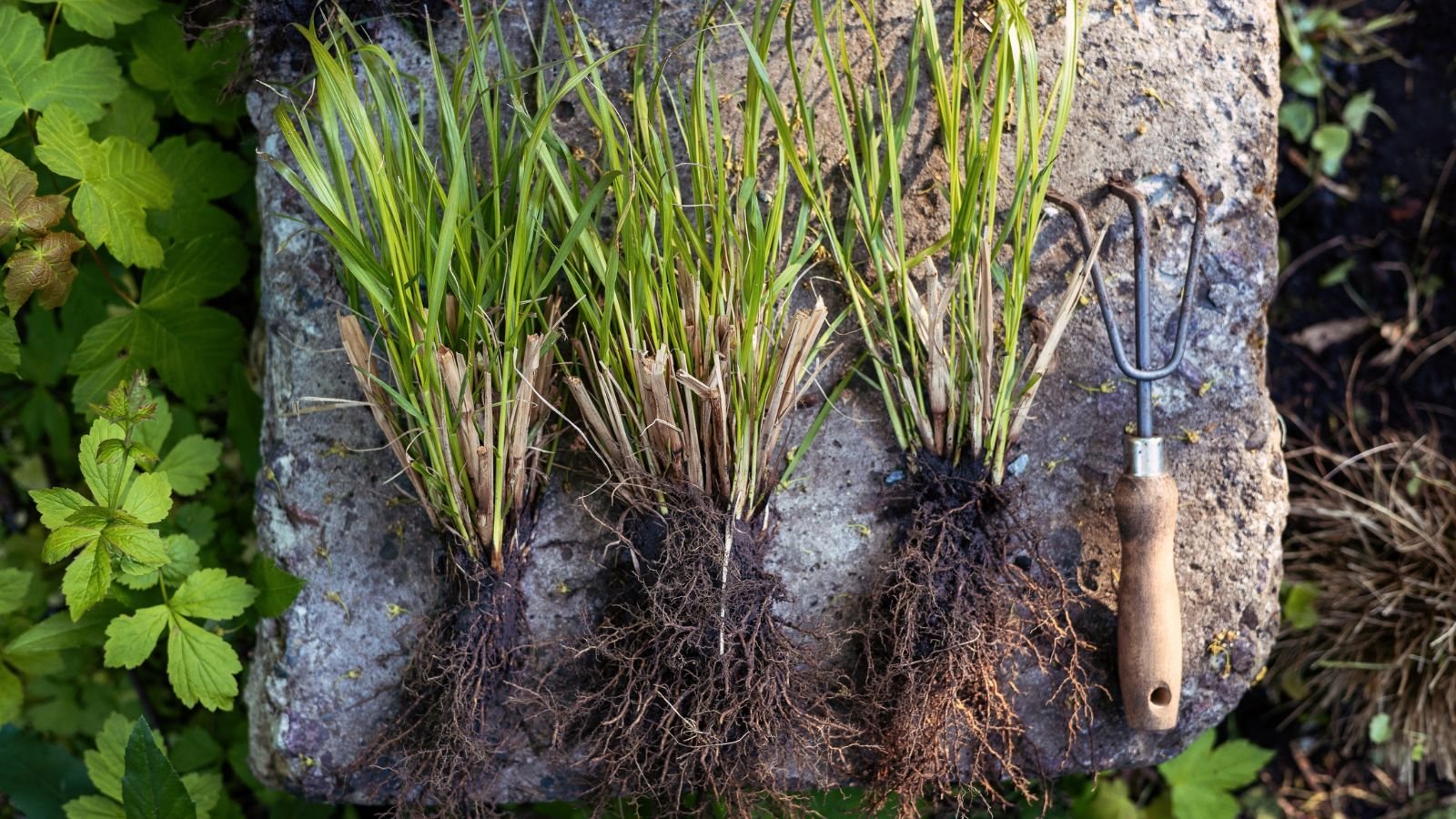 Pieces of a long-leafed plant being divided, placed on a rock surface with a small tool beside the pieces