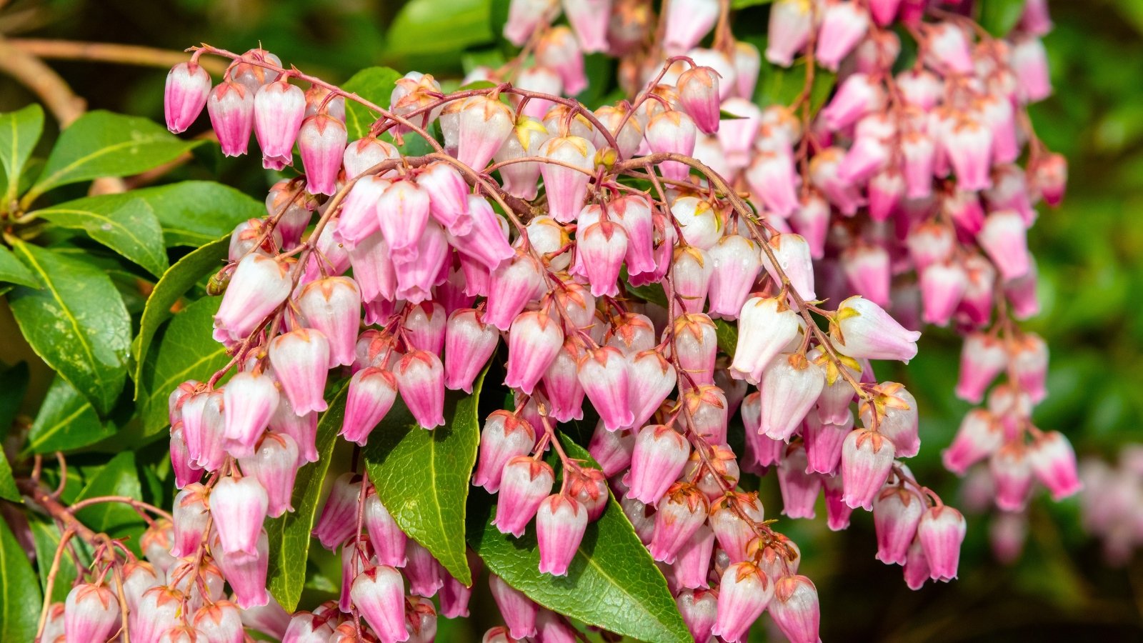 Pendulous clusters of bell-shaped, light pink flowers with darker pink tips hang gracefully among green leaves.
