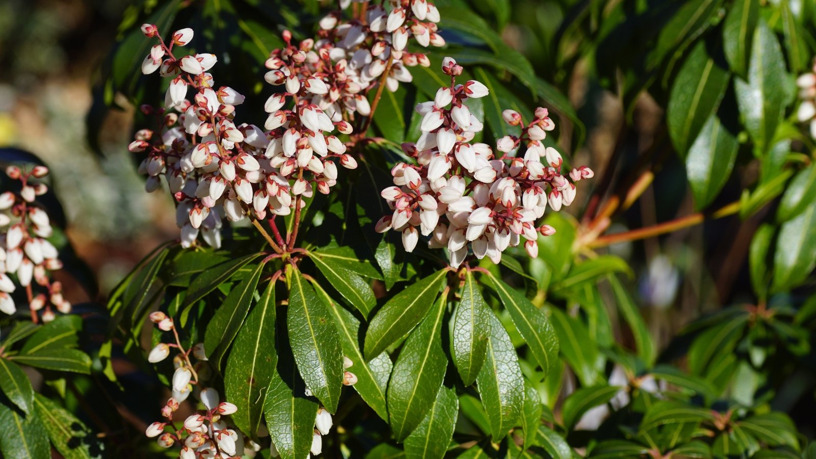 Clusters of delicate white bell-shaped flowers hang amid glossy, dark green leaves.