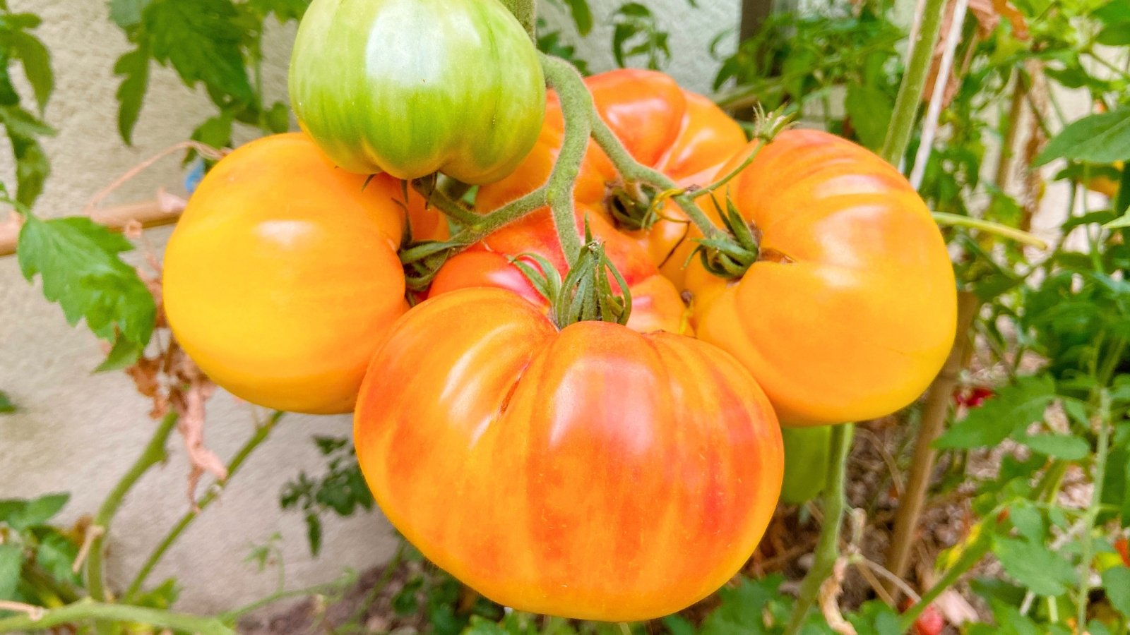A cluster of large, golden-orange and red-striped fruits with green parts, hanging from a leafy vine.