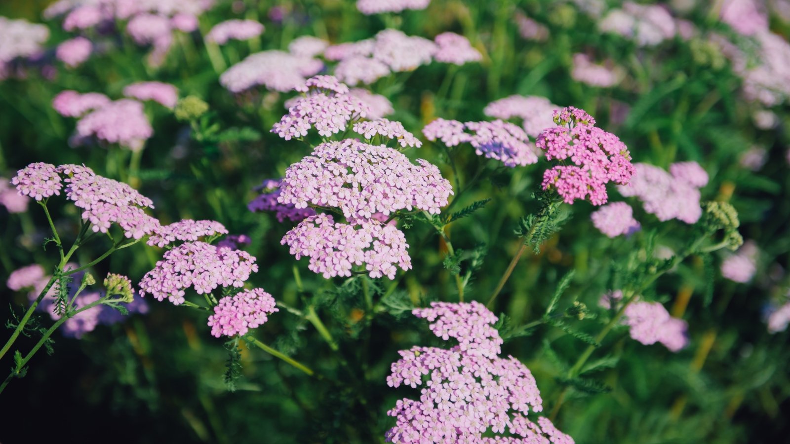 Fern-like foliage supports stiff stems crowned with flat clusters of tiny soft pink flowers.