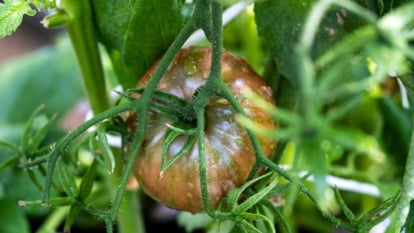 A round, mottled green and brown fruit with reddish stripes and water droplets, framed by green stems and leaves.