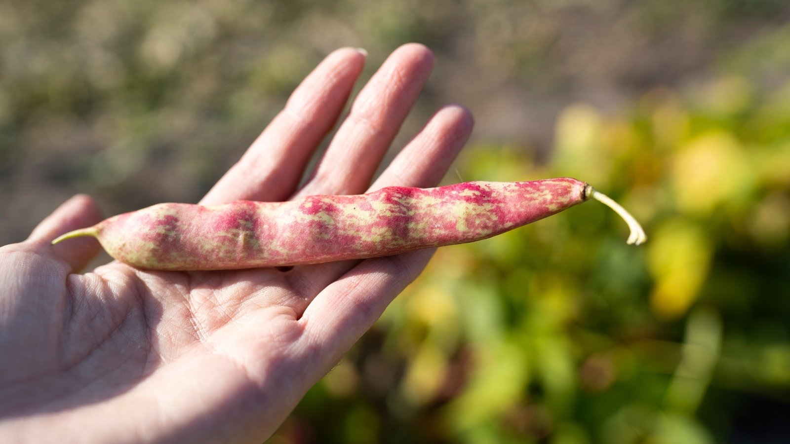 Close-up of a hand holding a pinto bean pod with pale green skin speckled with reddish-purple streaks.

