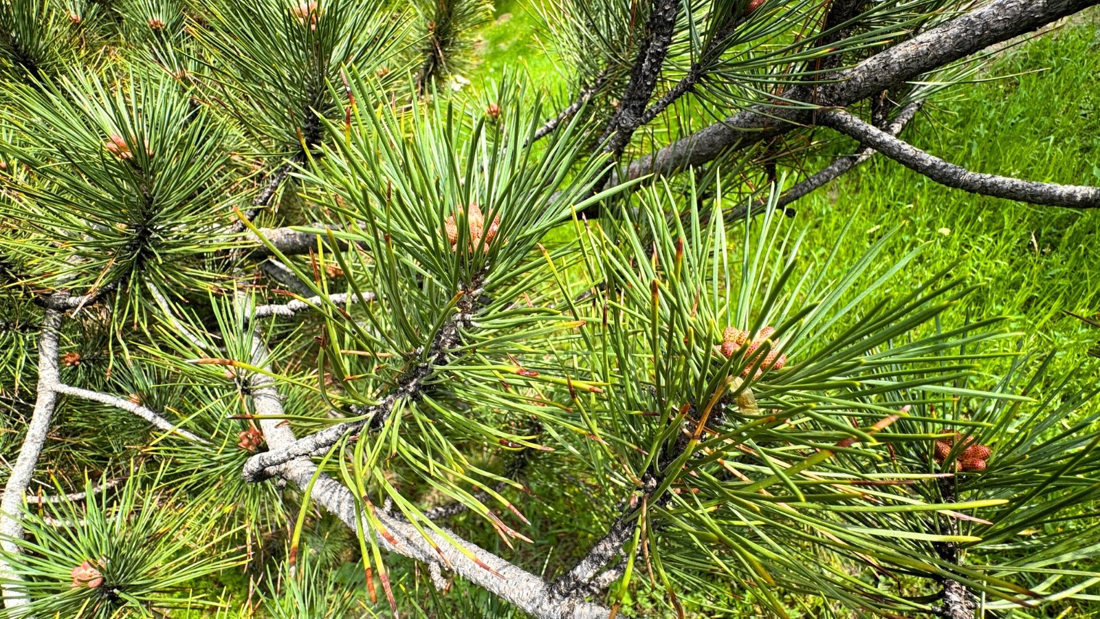 A close-up view of a branch with clusters of long, sharp green needles and small, developing light brown cones.