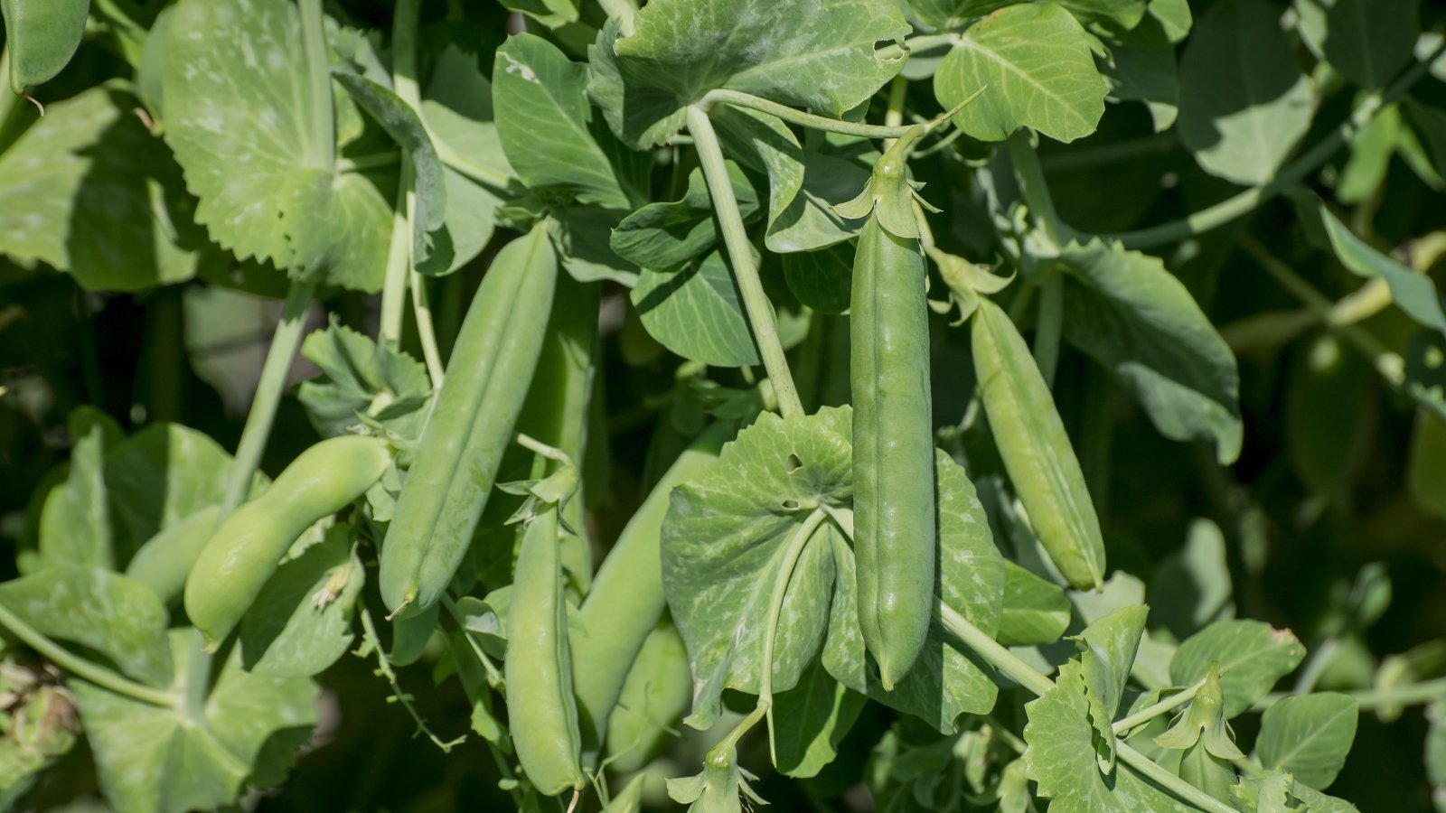 Thin, climbing stems with oval green leaves and coiling tendrils hold plump green pods.