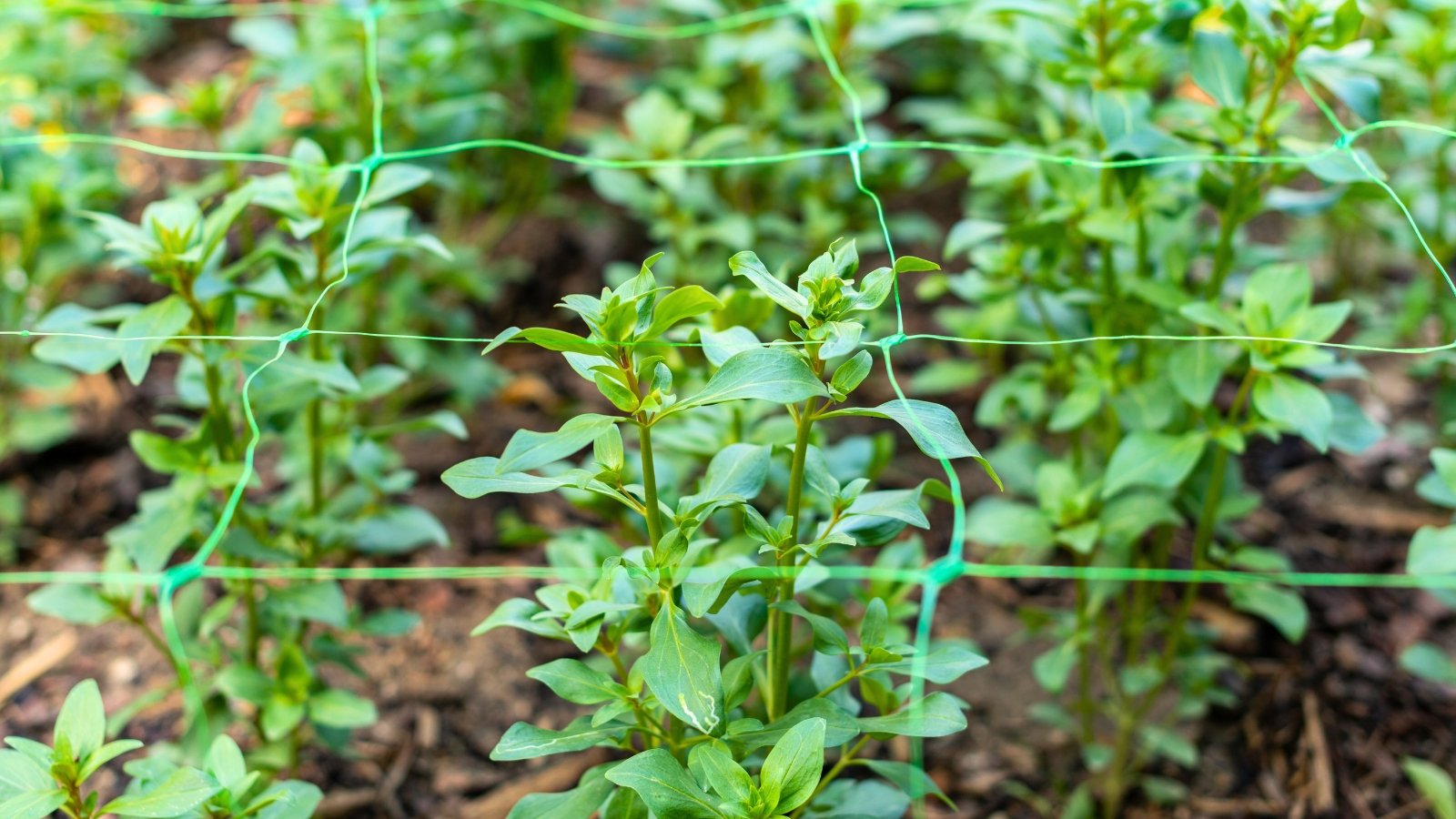 Young snapdragon plants with oval green foliage grow among plastic garden netting for support.