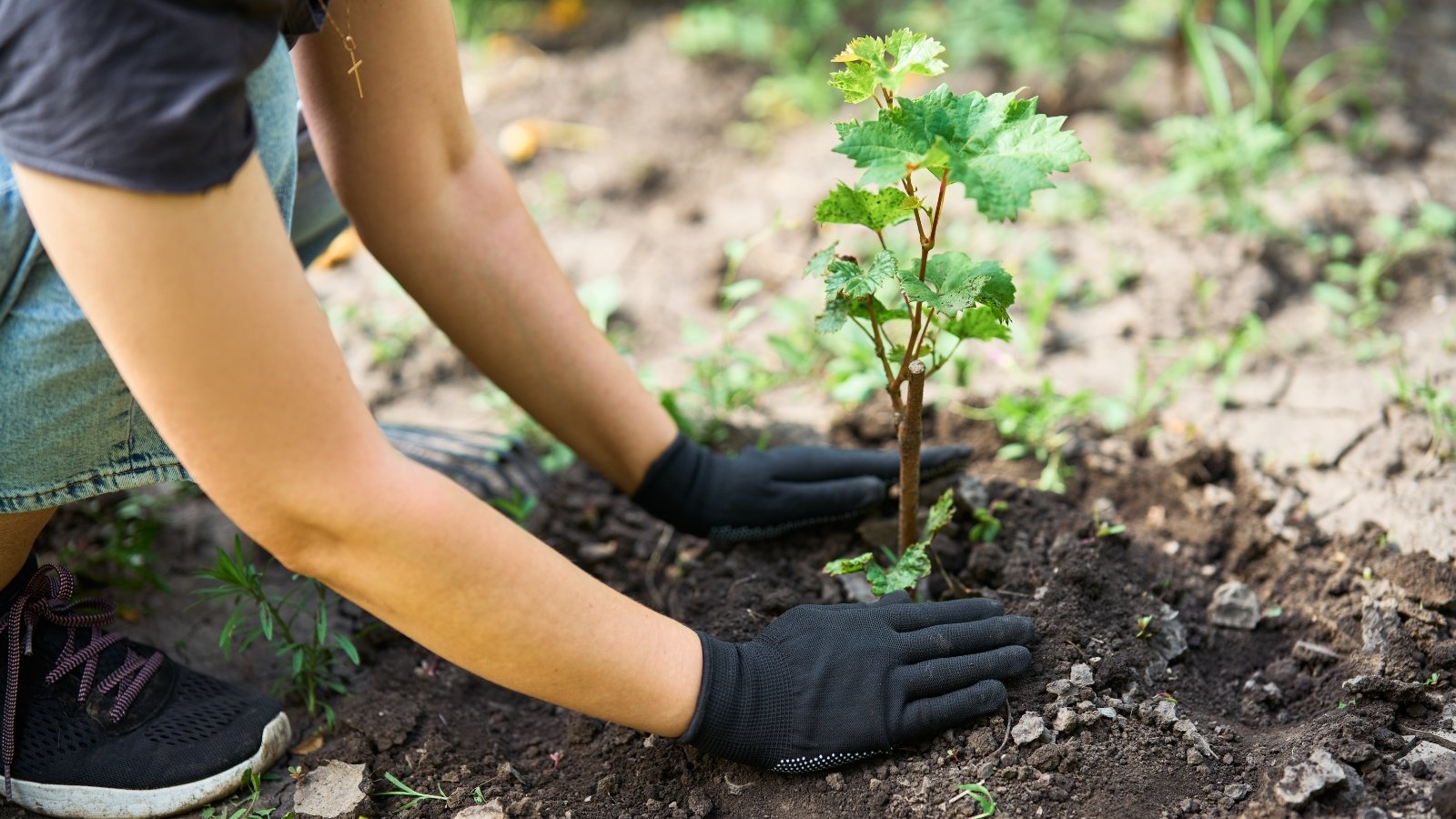 Close-up of a woman's hands in black gloves planting a young grape seedling with green lobed leaves in moist soil in the garden.