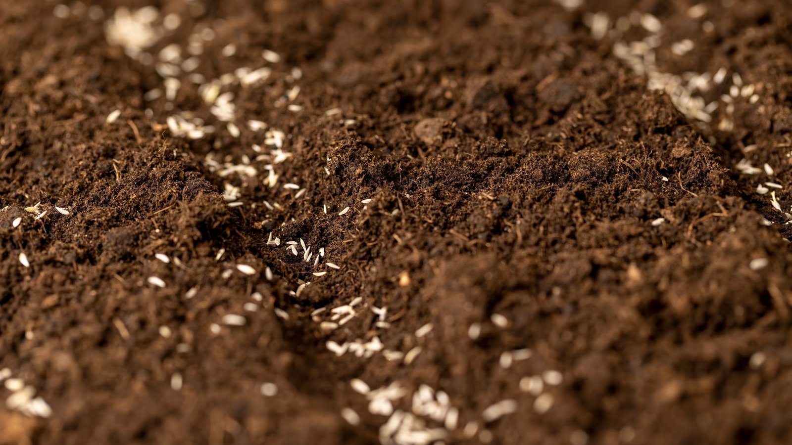 Close-up of freshly planted tiny, white, oval, flat lettuce seeds in fertile, dark brown, loose soil in a garden.